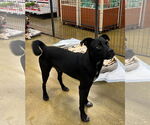 Small #3 Pointer-Pug Mix