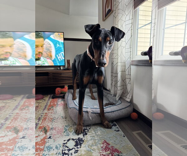 Medium Photo #5 Doberman Pinscher Puppy For Sale in Minneaoplis, MN, USA