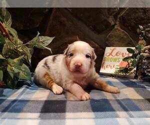 Australian Shepherd Puppy for sale in WESTFIELD, MA, USA