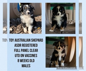 Miniature Australian Shepherd Puppy for sale in CORYDON, IA, USA