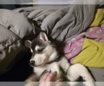 Small #2 Alaskan Klee Kai