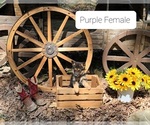 Small Photo #1 German Shepherd Dog Puppy For Sale in FAIRFIELD, IL, USA