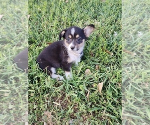 Welsh Cardigan Corgi Puppy for sale in MILES CITY, MT, USA
