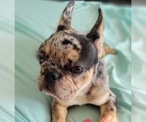 French Bulldog Puppy for sale in JACKSONVILLE, FL, USA