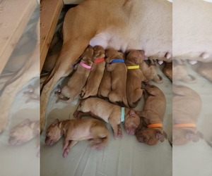 Vizsla Puppy for sale in SAINT HELENS, OR, USA