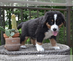 Small #2 Bernese Mountain Dog