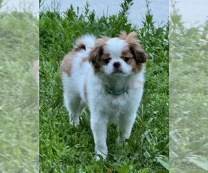 Japanese Chin Puppy for sale in SALEM, OR, USA