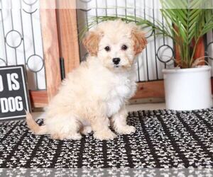 Poochon Puppy for sale in NAPLES, FL, USA