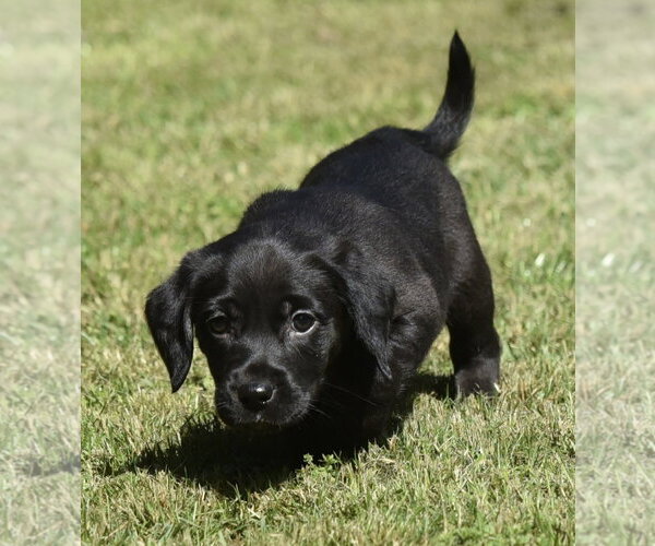 Medium Photo #4 Dachsador Puppy For Sale in Mechanicsburg, PA, USA