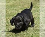 Small #3 Dachsador