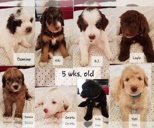 Aussiedoodle-Bernedoodle Mix Puppy for sale in MARRIOTT SLATERVILLE, UT, USA