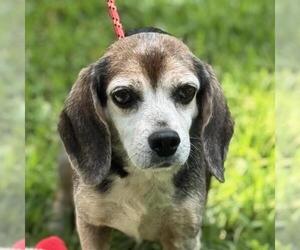 Beagle-Unknown Mix Dogs for adoption in Yardley, PA, USA