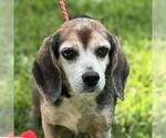Small Beagle Mix