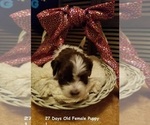 Small Photo #1 Havanese Puppy For Sale in DREXEL, MO, USA