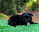 Small Photo #7 Chiranian Puppy For Sale in SAINT AUGUSTINE, FL, USA