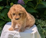 Puppy Prince Cavapoo