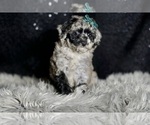 Small Photo #38 Maltipoo Puppy For Sale in WARSAW, IN, USA