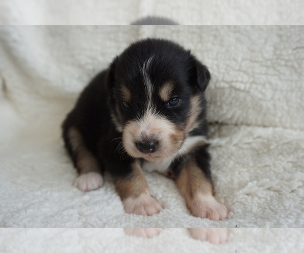 Medium Photo #2 Australian Shepherd Puppy For Sale in LEXINGTON, NC, USA
