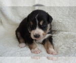 Small Photo #2 Australian Shepherd Puppy For Sale in LEXINGTON, NC, USA