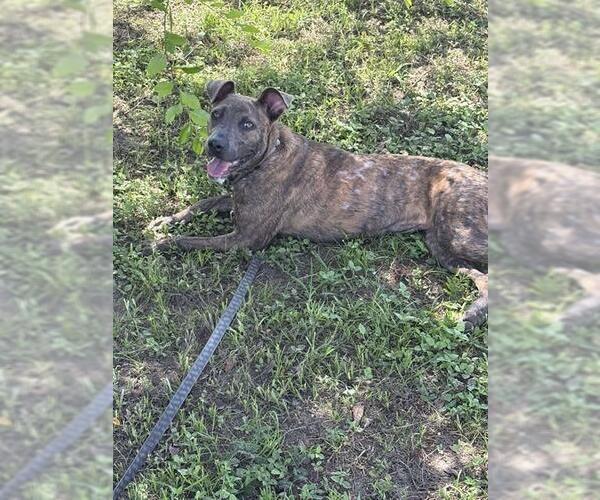 Medium Photo #2 American Pit Bull Terrier Puppy For Sale in Ocala, FL, USA