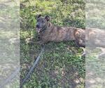 Small #1 American Pit Bull Terrier