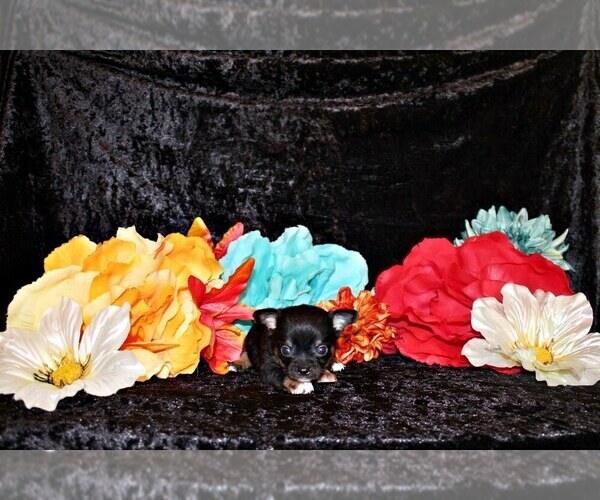 Medium Photo #18 Chihuahua Puppy For Sale in CHARLESTON, AR, USA