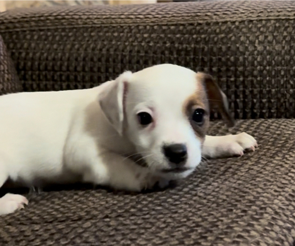 Medium Photo #12 Jack Russell Terrier Puppy For Sale in ALTOONA, FL, USA