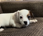 Small #2 Jack Russell Terrier