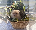 Small #7 Pomeranian