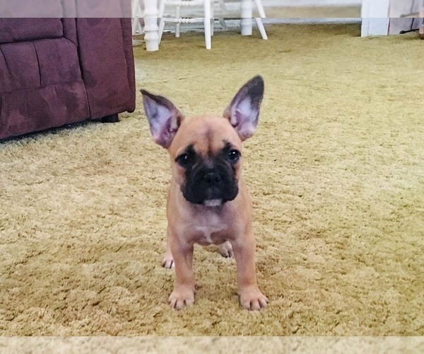 Medium Photo #4 French Bulldog Puppy For Sale in BELLEVILLE, PA, USA