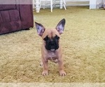 Small Photo #4 French Bulldog Puppy For Sale in BELLEVILLE, PA, USA