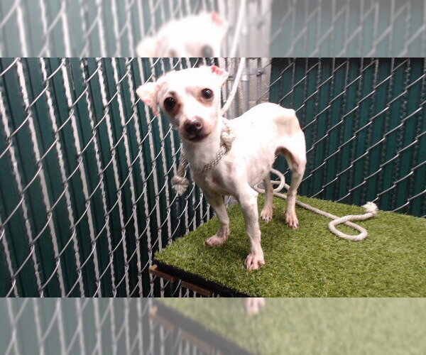 Medium Photo #1 Chihuahua-Unknown Mix Puppy For Sale in Downey, CA, USA