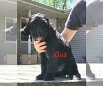 Small Photo #1 Goldendoodle Puppy For Sale in TAYLORVILLE, IL, USA