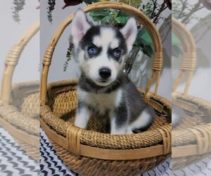 Siberian Husky Puppy for sale in INMAN, SC, USA