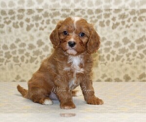 Cavapoo Puppy for sale in DENVER, PA, USA