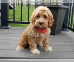 Small #1 Cockapoo