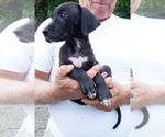 Puppy Nova Great Dane