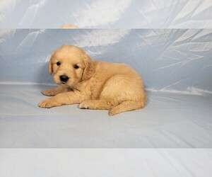 Golden Retriever Litter for sale in BLACK FOREST, CO, USA