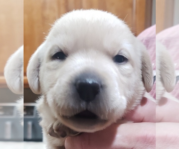 Medium Photo #34 Labrador Retriever Puppy For Sale in OLYMPIA, WA, USA