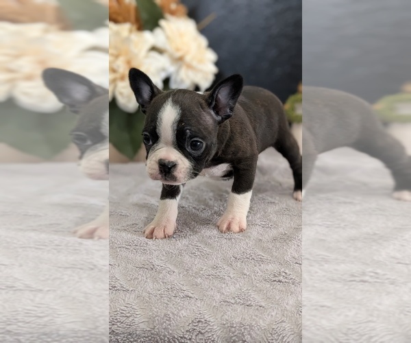Medium Photo #35 Boston Terrier Puppy For Sale in GOSHEN, IN, USA