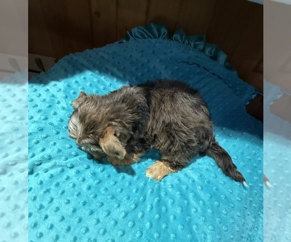 Medium Photo #6 Yorkshire Terrier Puppy For Sale in ALVORD, IA, USA