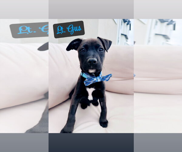 Medium Photo #1 Mutt Puppy For Sale in Sandy, UT, USA