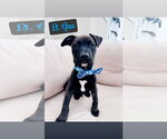 Small Mutt