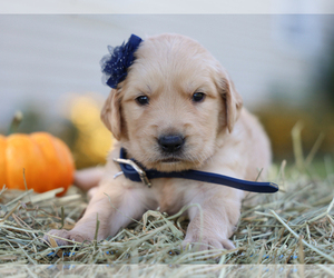 Golden Retriever Puppy for sale in LIBERTY, KY, USA