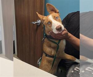 Siberian Husky-Unknown Mix Dogs for adoption in Houston, TX, USA