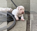 Small Photo #13 Dogo Argentino Puppy For Sale in INKSTER, MI, USA