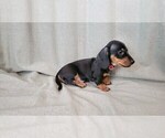 Small #4 Dachshund