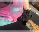 Small Photo #46 Pug Puppy For Sale in BLOOMINGTON, IL, USA