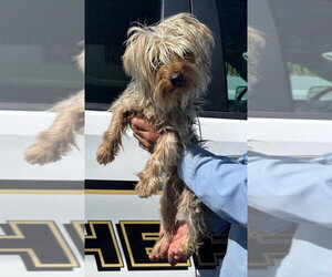 Mutt Dogs for adoption in Penngrove, CA, USA