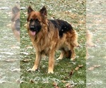 Small Photo #83 German Shepherd Dog Puppy For Sale in LA FAYETTE, NY, USA